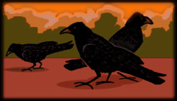 crows